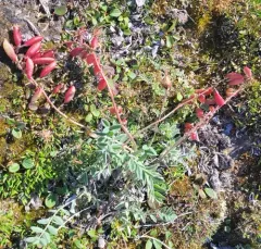 Indian Milkvetch thumbnail 2