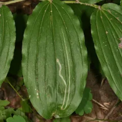 Liriomyza smilacinae thumbnail 2