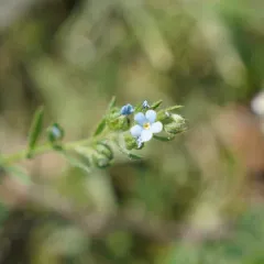 two-rowed stickseed thumbnail 3