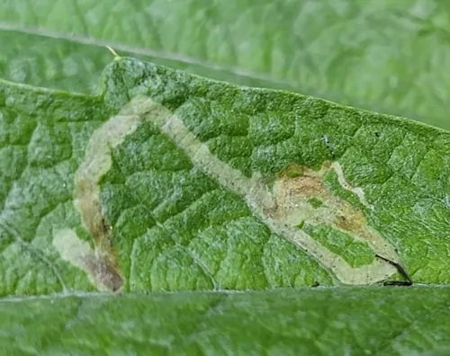 Chrysanthemum Leafminer