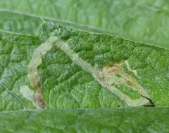 Chrysanthemum Leafminer thumbnail 1