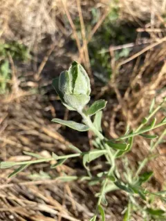 Russian Knapweed Gall Midge thumbnail 2