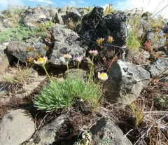 Snake River Daisy thumbnail 4