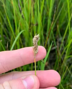field sedge thumbnail 2