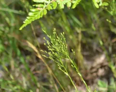Stiff Yellow Flax thumbnail 3