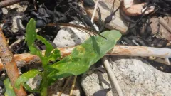 Phyllotreta chalybeipennis thumbnail 1
