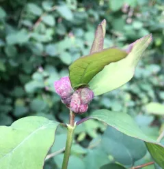 Snowberry Sawfly thumbnail 2