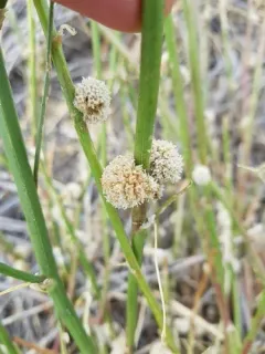 Alfalfa Dodder thumbnail 3