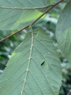 Patara vanduzei thumbnail 4