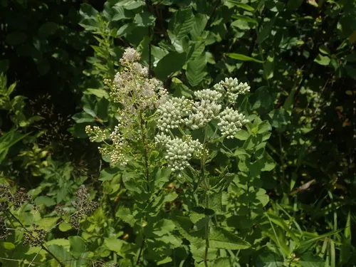 roundleaf thoroughwort