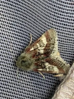 Persimilis Flower Moth thumbnail 3