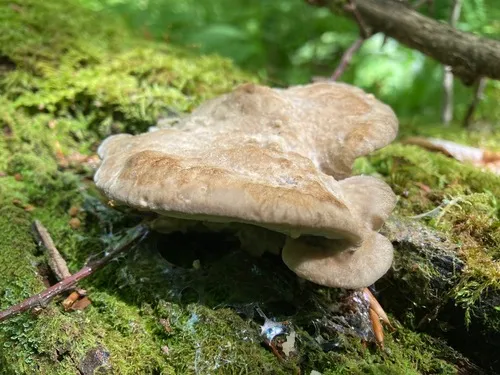 Tyromyces fumidiceps