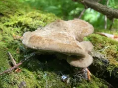 Tyromyces fumidiceps thumbnail 1