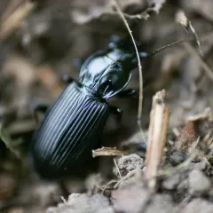 Rain Beetle thumbnail 4
