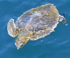 Kemp's Ridley Sea Turtle thumbnail 3