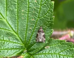 Anopina ednana thumbnail 2