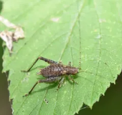 Restless Bush Cricket thumbnail 4