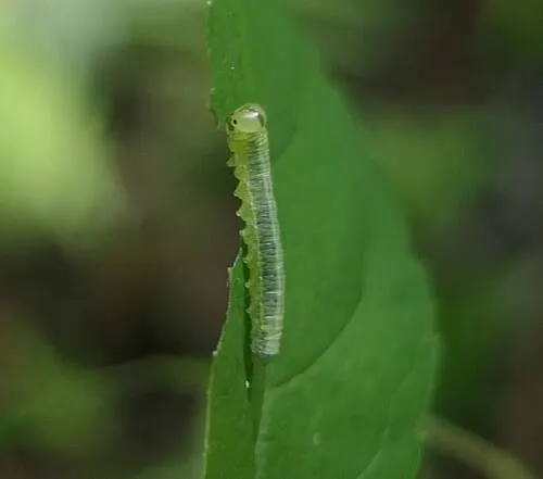 Pristiphora bivittata