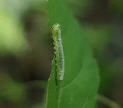 Pristiphora bivittata thumbnail 1