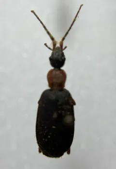 Galerita janus thumbnail 2