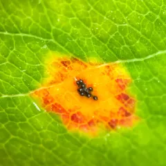 Pear Rust thumbnail 4