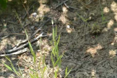 Hemlock Witchgrass thumbnail 2
