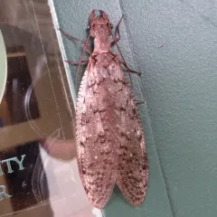 Eastern Dobsonfly thumbnail 3