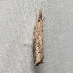 Mottled Grass-veneer thumbnail 2