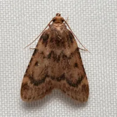 Pink-masked Pyralid Moth thumbnail 4