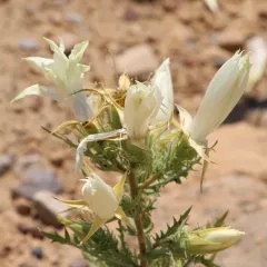 Ten-petal Stickleaf thumbnail 4