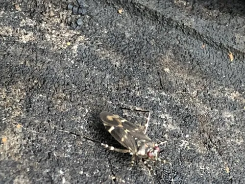 Cylapus tenuicornis