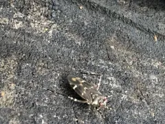 Cylapus tenuicornis thumbnail 1