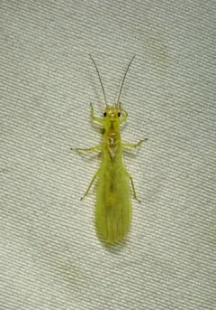 Ontario Sallfly thumbnail 1