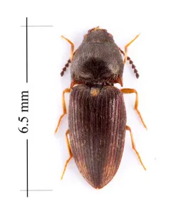 Abbreviated Wireworm thumbnail 3
