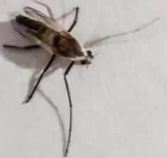Cardiocladius obscurus thumbnail 2