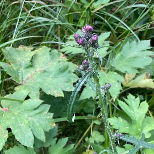 Marsh Thistle