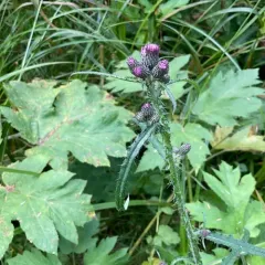 Marsh Thistle thumbnail 1