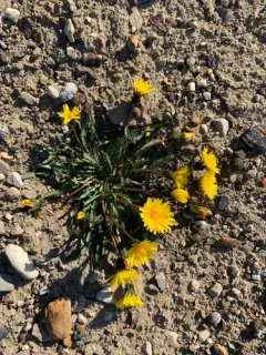 Holmen's dandelion thumbnail 2