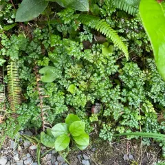 Spleenwortleaf Goldthread thumbnail 1