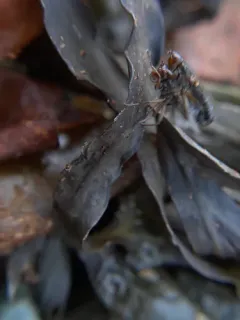 Orygma luctuosum thumbnail 4