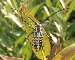 Cottonwood Borer thumbnail 2