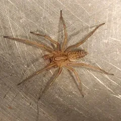 Hobo Spider thumbnail 4