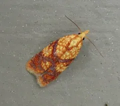 Sparganothis lycopodiana thumbnail 1
