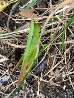 Clipped-winged Grasshopper thumbnail 2