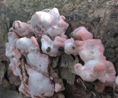 Fomitopsis rosea thumbnail 2