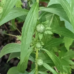 Goldenrod Brussels Sprout Gall Fly thumbnail 3