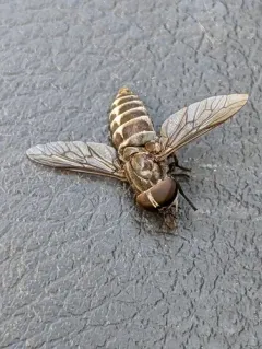 Tabanus nigripes thumbnail 4