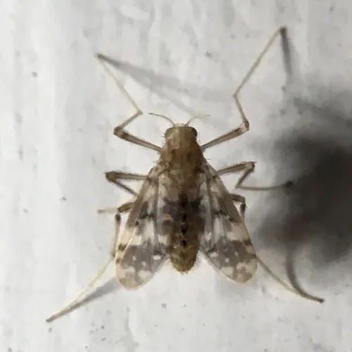 Psectrotanypus dyari