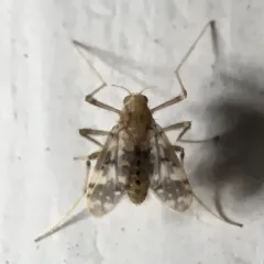 Psectrotanypus dyari thumbnail 1