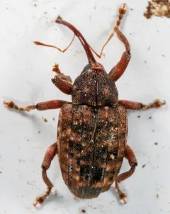 Thin-nosed Curculio thumbnail 4